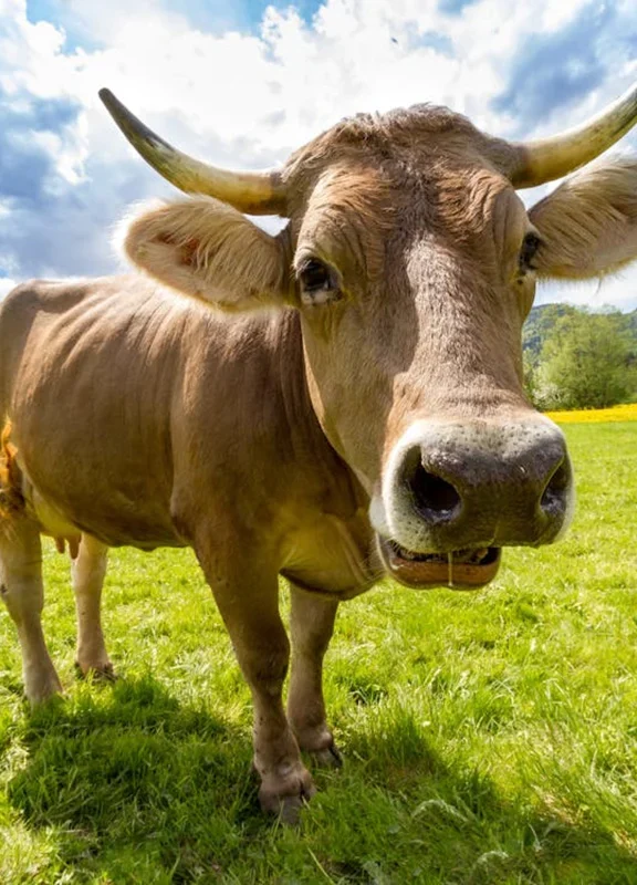 Wendell Berry said it best when he said that “eating is an agricultural act.” Our mission is to change the food system by providing a healthy, fresh alternative to industrial food.