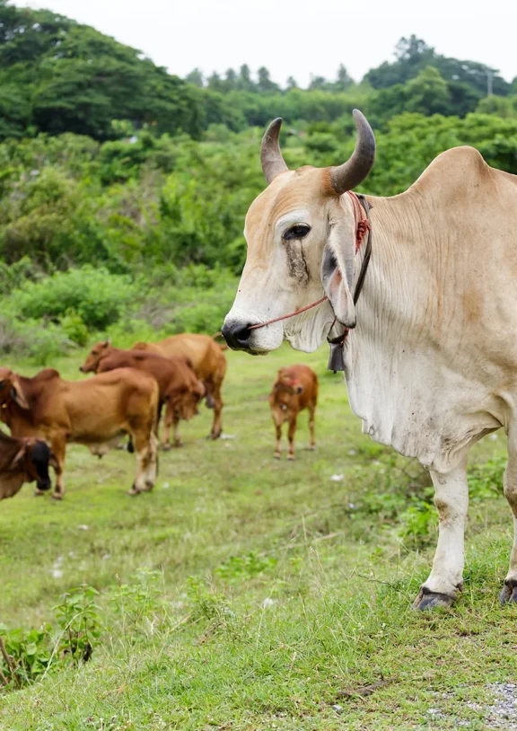 Wendell Berry said it best when he said that “eating is an agricultural act.” Our mission is to change the food system by providing a healthy, fresh alternative to industrial food.